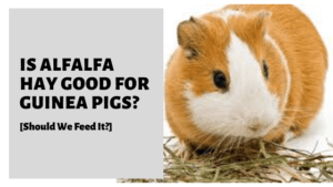 Is Alfalfa Hay Good For Guinea Pigs? [Should We Feed It?]