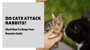 Do Cats Attack Rabbits? [And How To Keep Your Bunnies Safe]