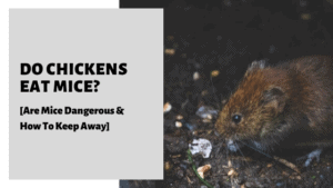 Do Chickens Eat Mice? [Are Mice Dangerous & How To Keep Away]
