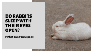 Do Rabbits Sleep With Their Eyes Open? [What Can You Expect]