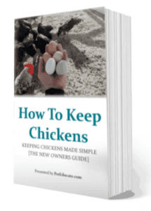 How Many Eggs Does A Chicken Lay In A Week? [Average To Expect]