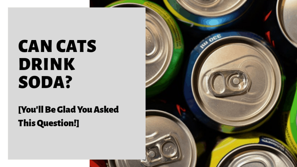 Can Cats Drink Soda? [You'll Be Glad You Asked This Question]