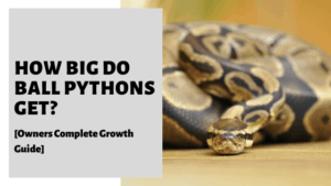 How Big Do Ball Pythons Get? [Owners Complete Growth Guide]