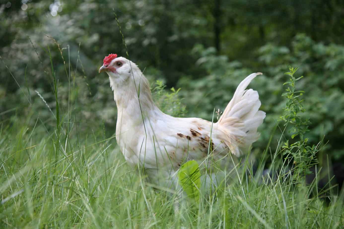 Can Chickens Live Alone? [What About Loneliness and Safety?]
