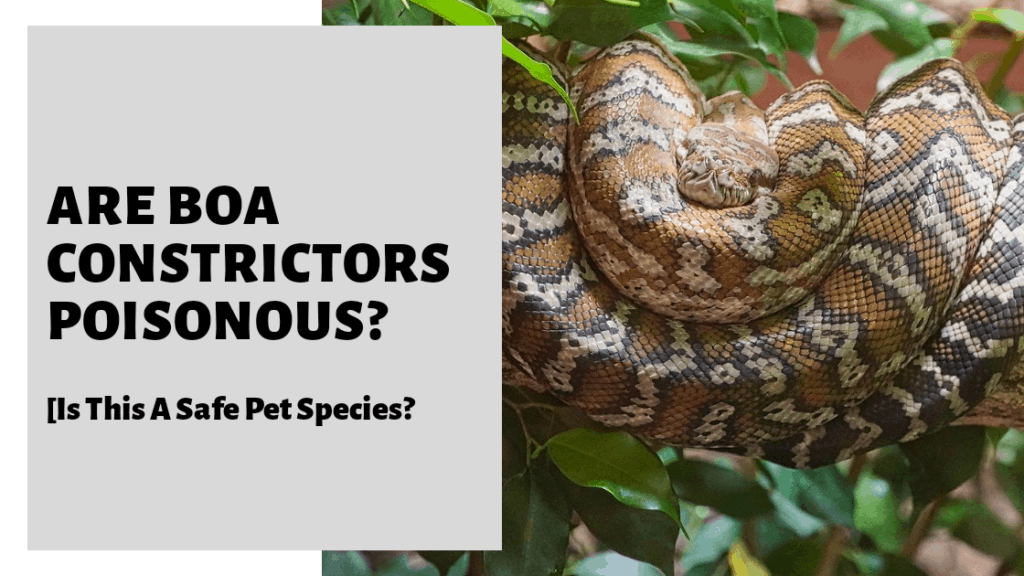 Are Boa Constrictors Poisonous? [Is This A Safe Pet Species?