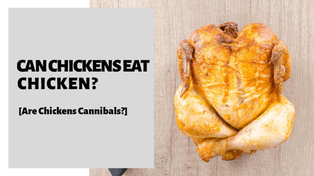 Can Chickens Eat Chicken? [Are Chickens Cannibals?]