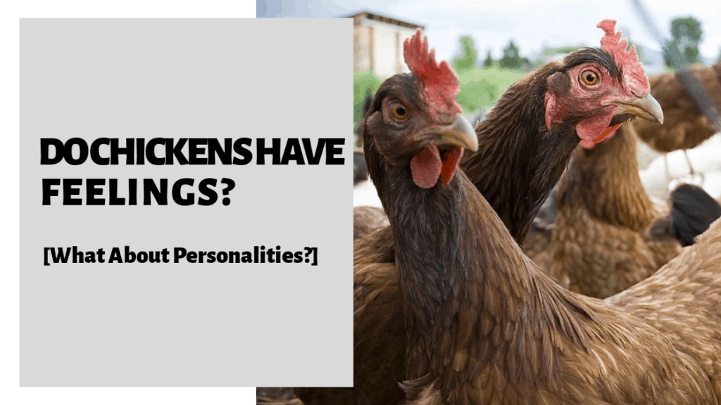 Do Chickens Have Feelings?