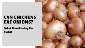 Can Chickens Eat Onions? [What About Feeding The Peels?]