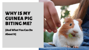 Why Is My Guinea Pig Biting Me? [And What You Can Do About It]