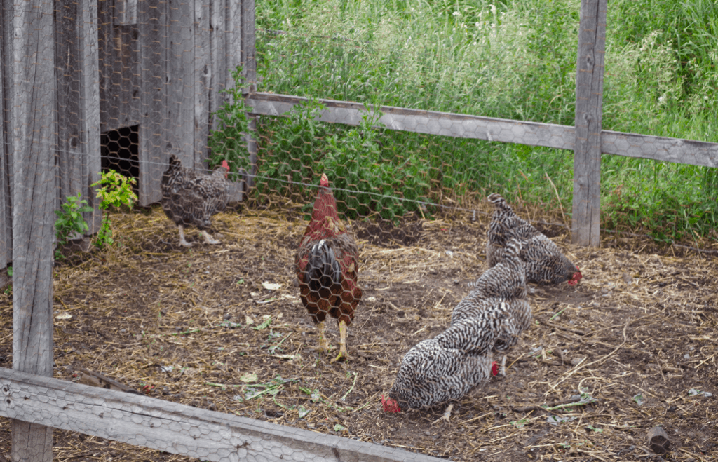 How Often Should You Clean A Chicken Coop? [Owners Guide]