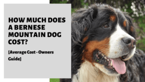 How Much Does A Bernese Mountain Dog Cost? [Average Price]