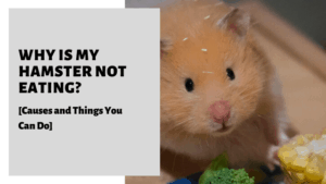 Why Is My Hamster Not Eating? [Causes and Things You Can Do]
