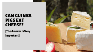 Mesmerizing Can Guinea Pigs Have Cheese Scene for Mobile Mesmerizing Can Guinea Pigs Have Cheese Scene for Mobile