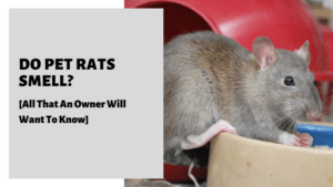 Do Pet Rats Smell? [All That An Owner Will Want To Know]