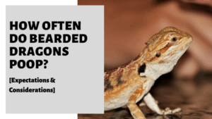 How Often Do Bearded Dragons Poop? [Expectations & Considerations]