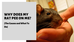 Why Does My Rat Pee On Me? [The Causes and What To Do]