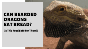 Can Bearded Dragons Eat Bread? [Is This Food Safe For Them?]
