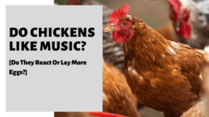 Do Chickens Like Music? [Do They React Or Lay More Eggs?]