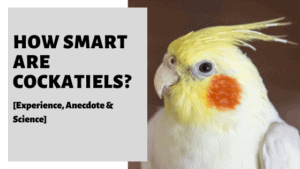 How Smart Are Cockatiels? [Experience, Anecdote & Science]