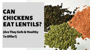 Can Chickens Eat Lentils? [Are They Safe & Healthy To Offer?]
