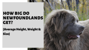 How Big Do Newfoundlands Get? [Average Height, Weight & Size]