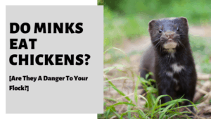 Do Minks Eat Chickens? [Are They A Danger To Your Flock?]