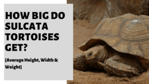 How Big Do Sulcata Tortoises Get? [Average Height, Width & Weight]