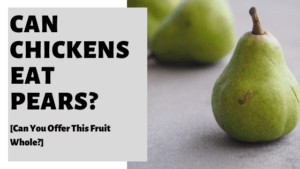 Can Chickens Eat Pears? [Can You Offer This Fruit?]