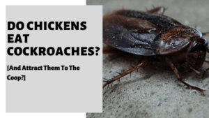 Do Chickens Eat Cockroaches? [And Attract Them To The Coop?]