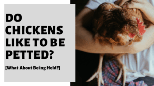 Do Chickens Like To Be Petted What About Being Held Do Chickens Like To Be Petted What About Being Held 300x169 