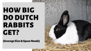 How Big Do Dutch Rabbits Get? [Average Size & Space Needs]