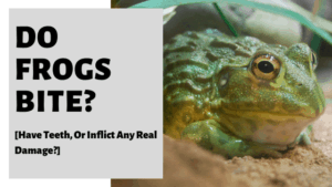 Do Frogs Bite? [Have Teeth, Or Inflict Any Real Damage?]