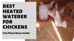Best Heated Waterer For Chickens [Top Picks & Buyers Guide]