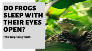 Do Frogs Sleep With Their Eyes Open? [The Surprising Truth]