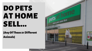 What Pets Do Pets At Home Sell? [The Definitive List]