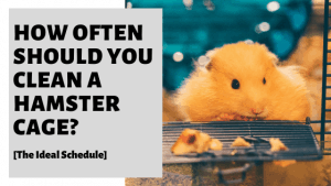Picture of How Often Should You Clean A Hamster Cage? [The Ideal Schedule]