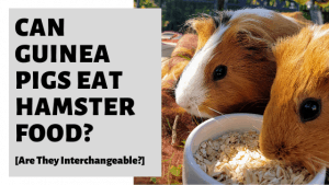 Gorgeous Can Guinea Pigs Eat Hamster Food Wallpaper for Your Screen Gorgeous Can Guinea Pigs Eat Hamster Food Wallpaper for Your Screen