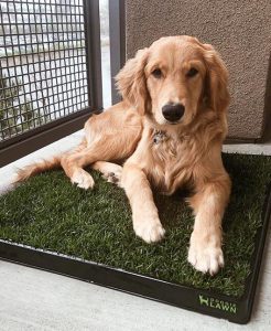 Why Does My Puppy Pee In Her Sleep? [And How To Respond]