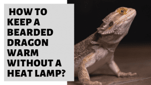 How To Keep A Bearded Dragon Warm Without A Heat Lamp