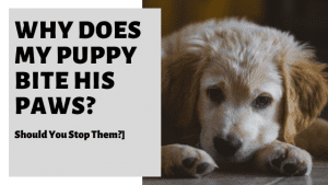 Great Description About Puppy Biting His Paws