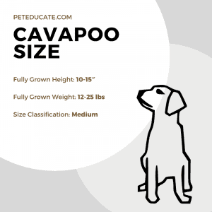 How Big Do Cavapoos Get? [Average Size & Weight By Owners]