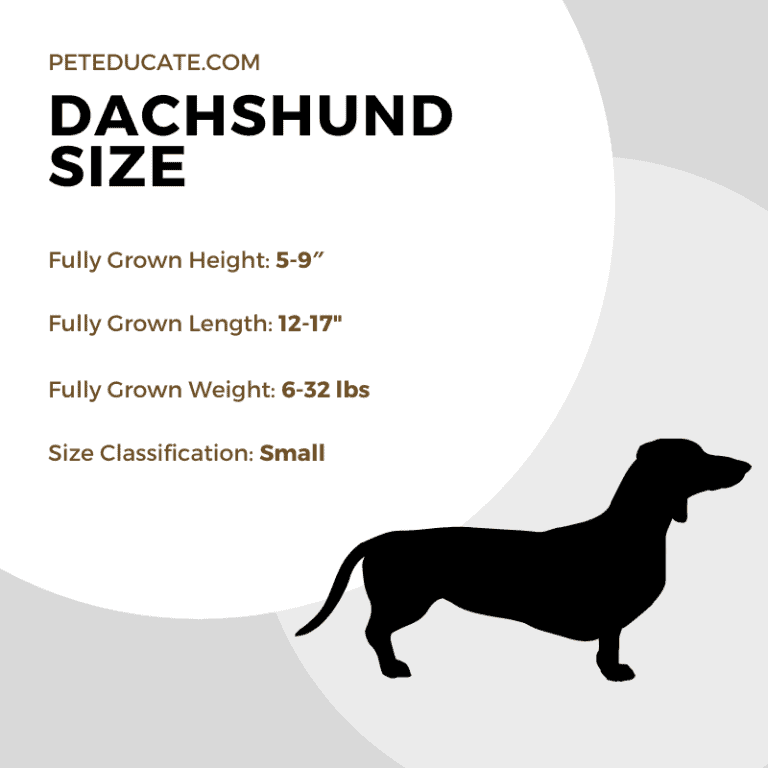How Big Do Dachshunds Get? [For Miniature, Standard & Mixed Breeds]