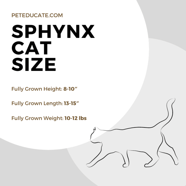 How Big Do Sphynx Cats Get? [Average Size Guide] - Average Weight For A Sphynx Cat
