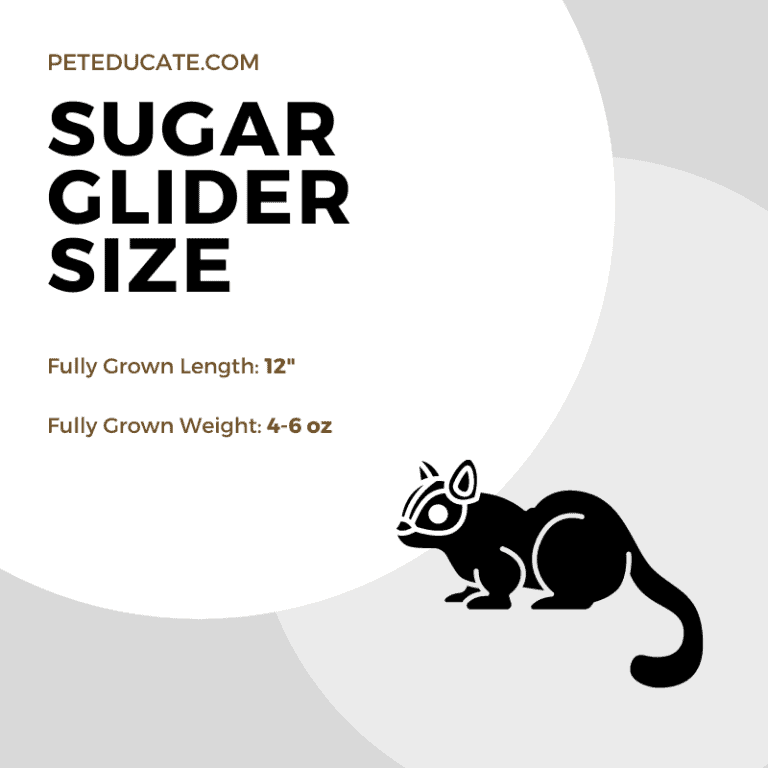How Big Do Sugar Gliders Get? [Average Size Guide]
