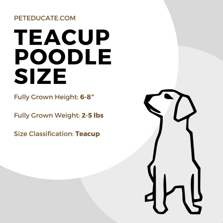How Big Do Teacup Poodles Get? [Average Height, Weight & Size]
