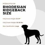 How Big Do Rhodesian Ridgebacks Get? [Average Size Guide]