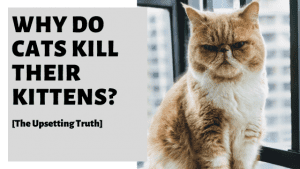 Why Do Cats Kill Their Kittens? [The Upsetting Truth]