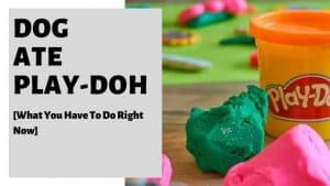 Dog Ate Play-Doh [What You Have To Do Right Now]