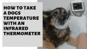 How To Take A Dogs Temperature With An Infrared Thermometer