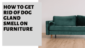 How To Get Rid Of Dog Gland Smell On Furniture [All The Options] » Pet ...